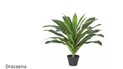 dd_Dracaena_Plant-14.png